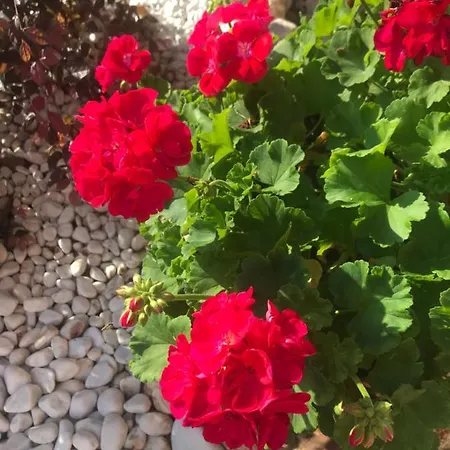 Nocleg ze śniadaniem Le Bassotte 4*