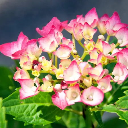 Le Bassotte فندق مبيت وإفطار بيرودجا