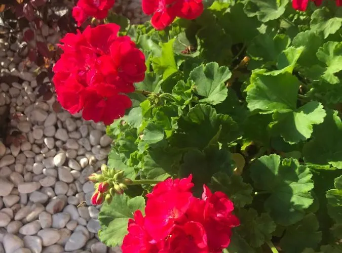 Alojamento de Acomodação e Pequeno-almoço Le Bassotte 4*