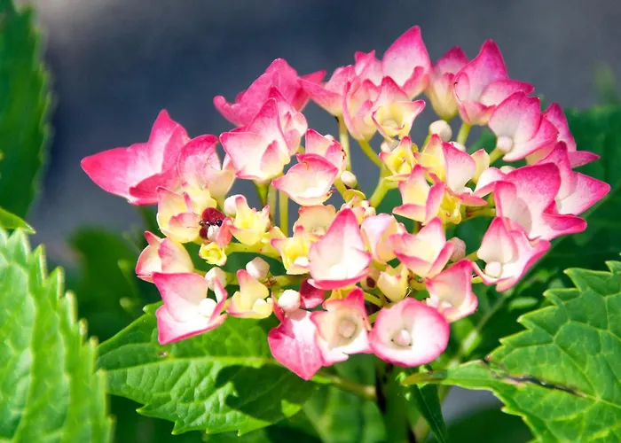 Le Bassotte Alojamento de Acomodação e Pequeno-almoço Perúgia